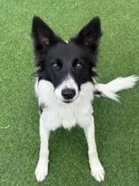 A young medium-sized female Border Collie dog named Kelpie for adoption in Steamboat Springs, CO