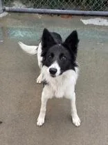 Kelpie thumbnail 2