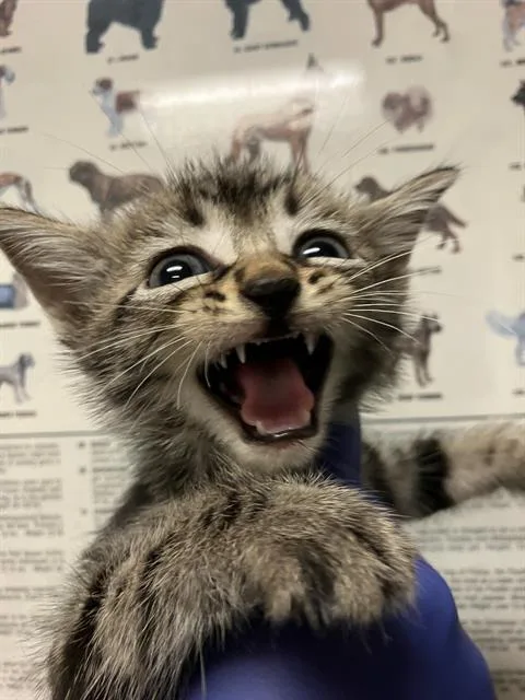 A baby small-sized male Domestic Short Hair cat named Strudel for adoption in Long Beach, CA