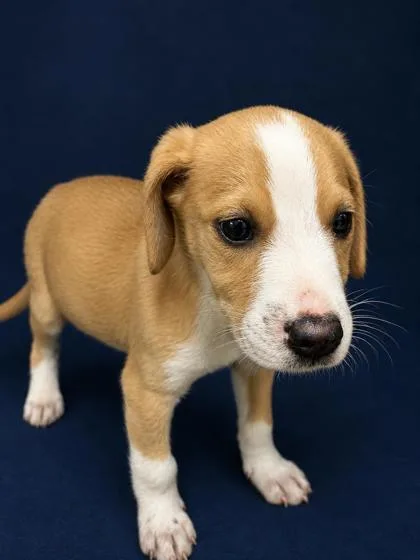 A baby medium-sized female Hound dog named Cricket for adoption in West Memphis, AR
