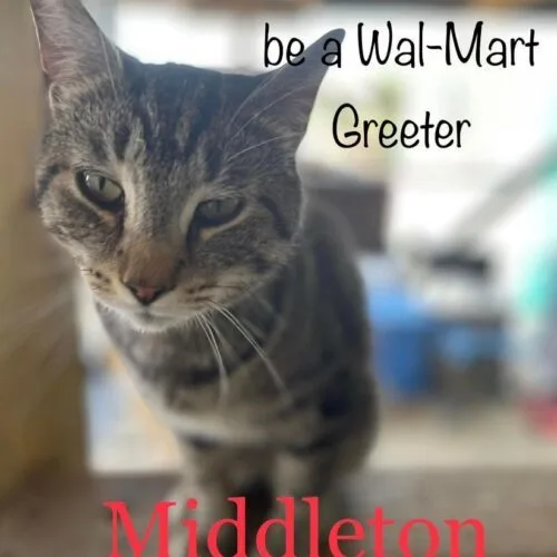 An adult medium-sized male Tabby (Brown / Chocolate) Domestic Short Hair cat named Middleton for adoption in Tipp City, OH