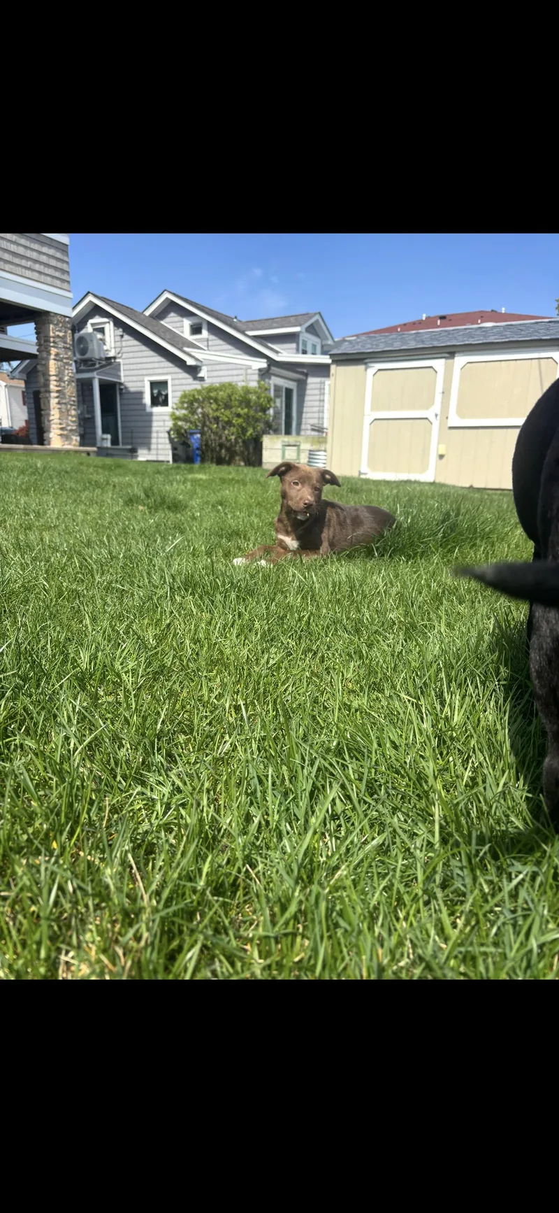 A baby small-sized female Brown / Chocolate Black Labrador Retriever dog named Blanche for adoption in seaside heights, NJ