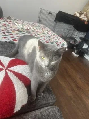 An adult small-sized female Russian Blue cat named Kiwi for adoption in Savannah, GA