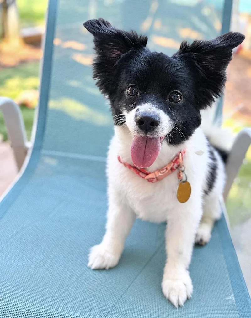 A senior small-sized female Papillon dog named Sula for adoption in Garland, TX