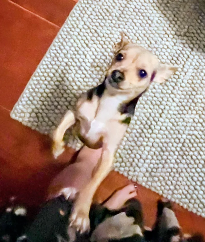 An adult small-sized female Black Chihuahua dog named Jasmine for adoption in Evergreen, CO