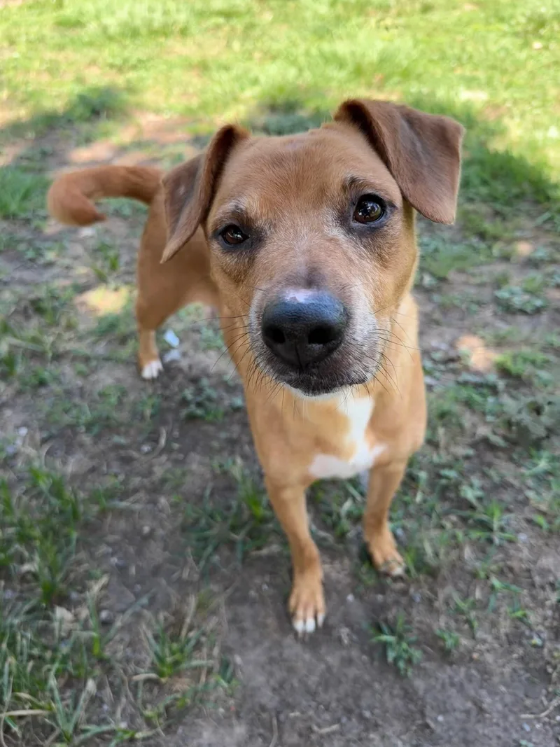 An adult medium-sized female Labrador Retriever dog named Tabitha for adoption in Conroe, TX