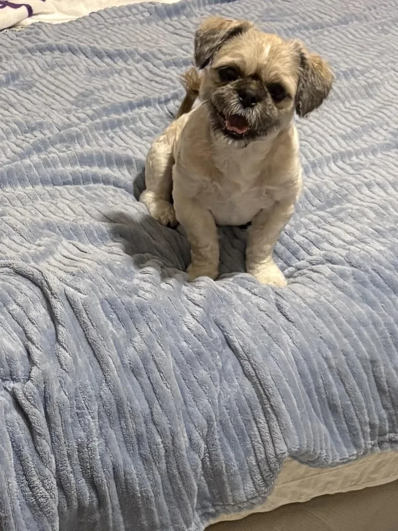 A senior small-sized male Shih Tzu dog named Peewee for adoption in Troy, MI