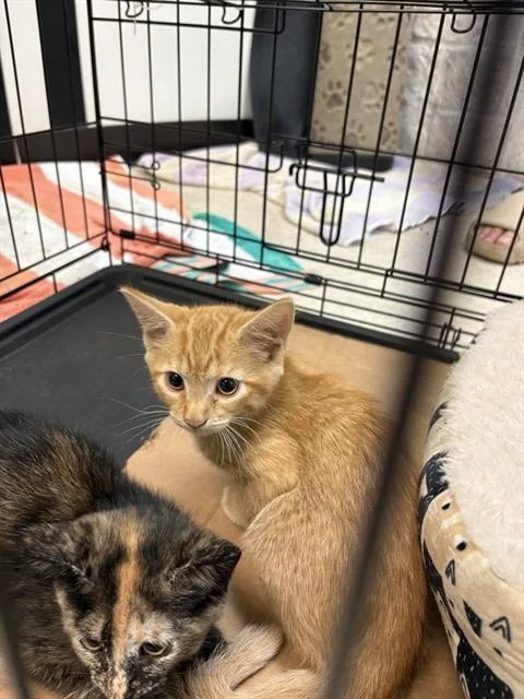 A baby small-sized male Domestic Medium Hair cat named Boca for adoption in Sugar Land, TX
