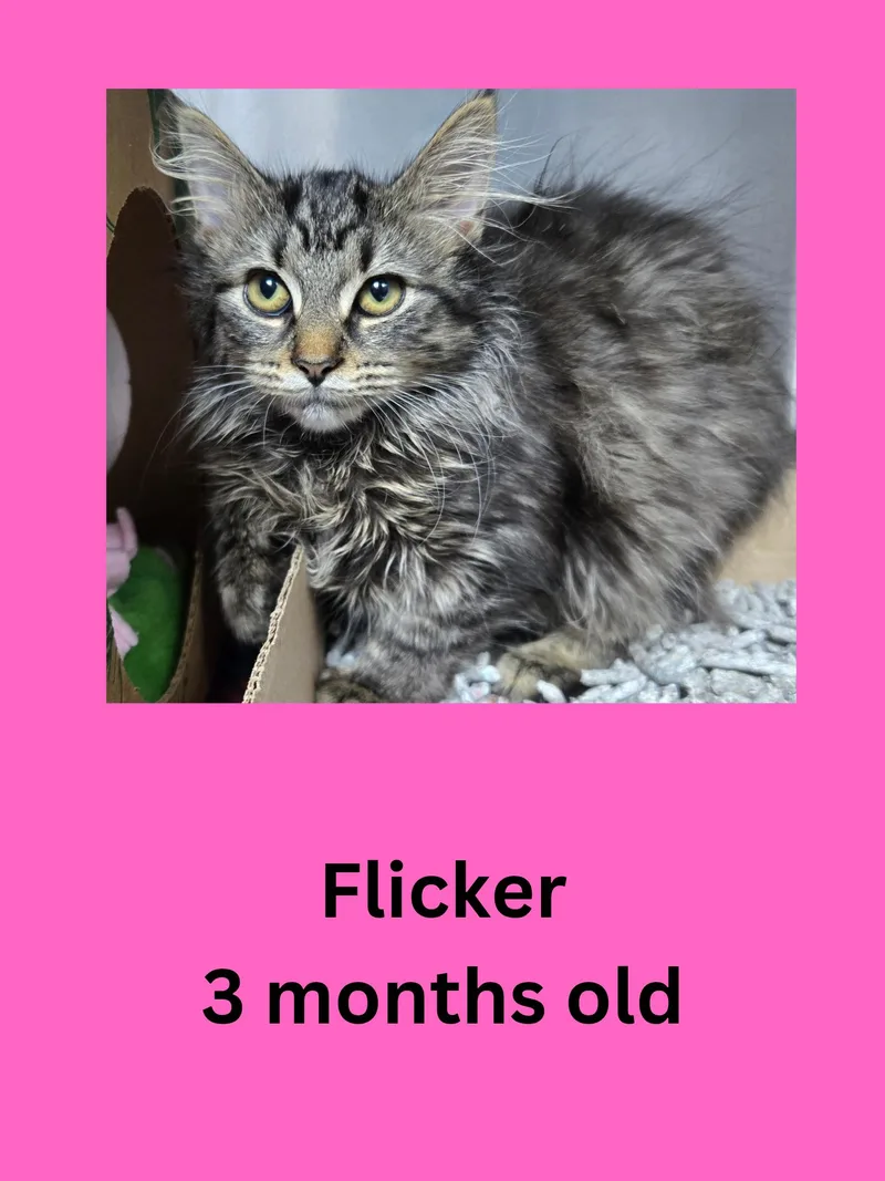 A baby small-sized female Tabby (Brown / Chocolate) Domestic Long Hair cat named Flicker for adoption in Ravenna, OH