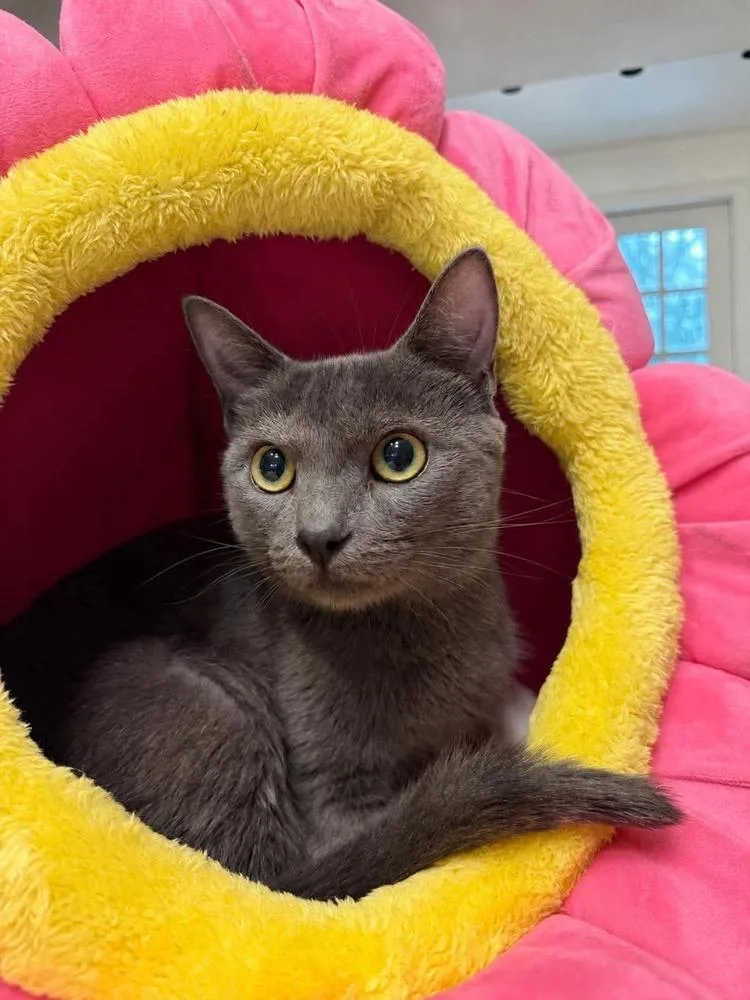 An adult medium-sized female Gray / Blue / Silver Domestic Short Hair cat named Chevy for adoption in Emerald Isle, NC
