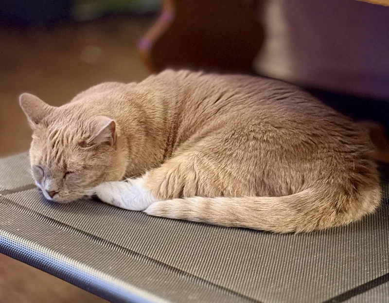 An adult medium-sized female Buff & White Domestic Short Hair cat named Frida for adoption in Sicklerville , NJ