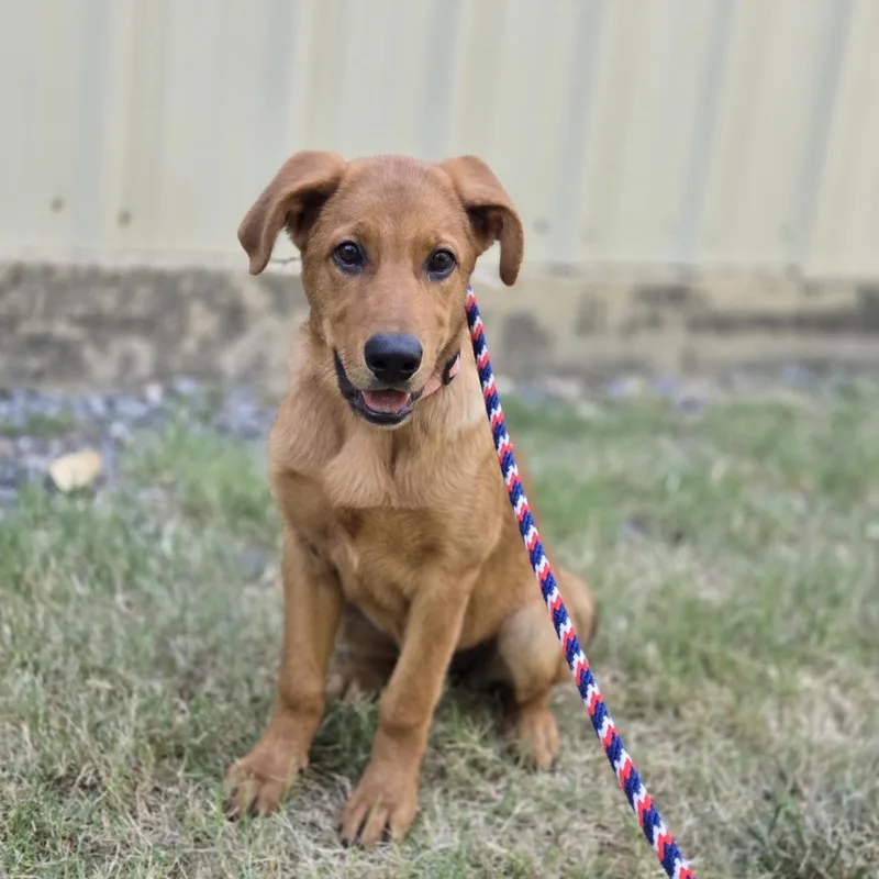 A baby medium-sized female Red / Chestnut / Orange Retriever dog named Peaches for adoption in Mansfield, TX