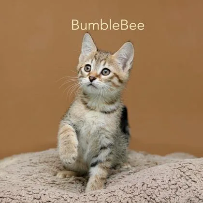 A baby small-sized male Domestic Short Hair cat named Bumblebee for adoption in Parma, OH