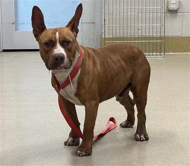 An adult large-sized male American Staffordshire Terrier dog named Maverick for adoption in Grand Prairie, TX