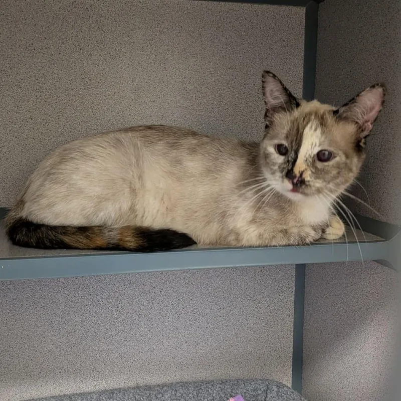 A young small-sized female Calico Domestic Short Hair cat named Tipsy for adoption in Greenville, PA