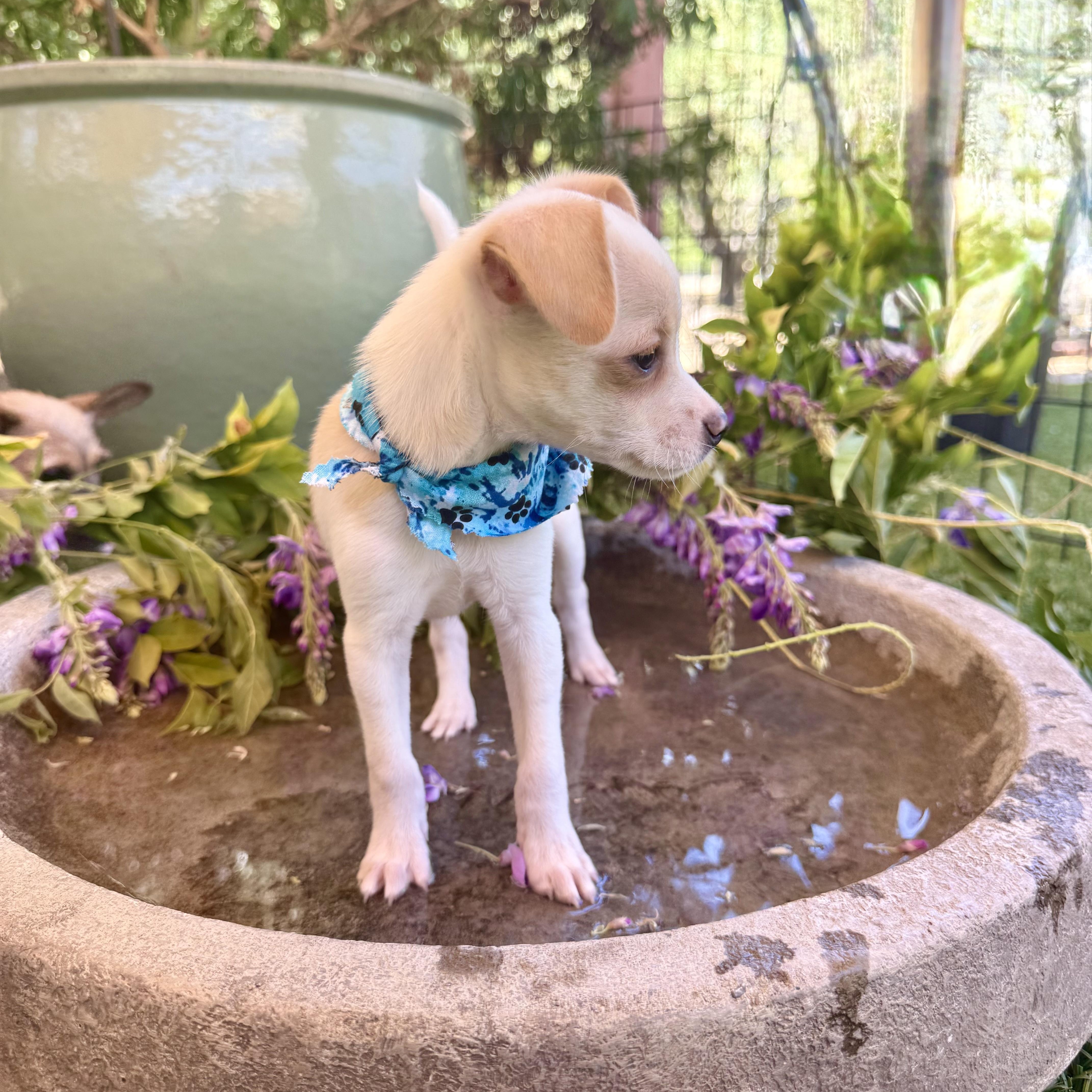 A baby small-sized female White / Cream Chihuahua dog named Sparrow for adoption in modesto, CA