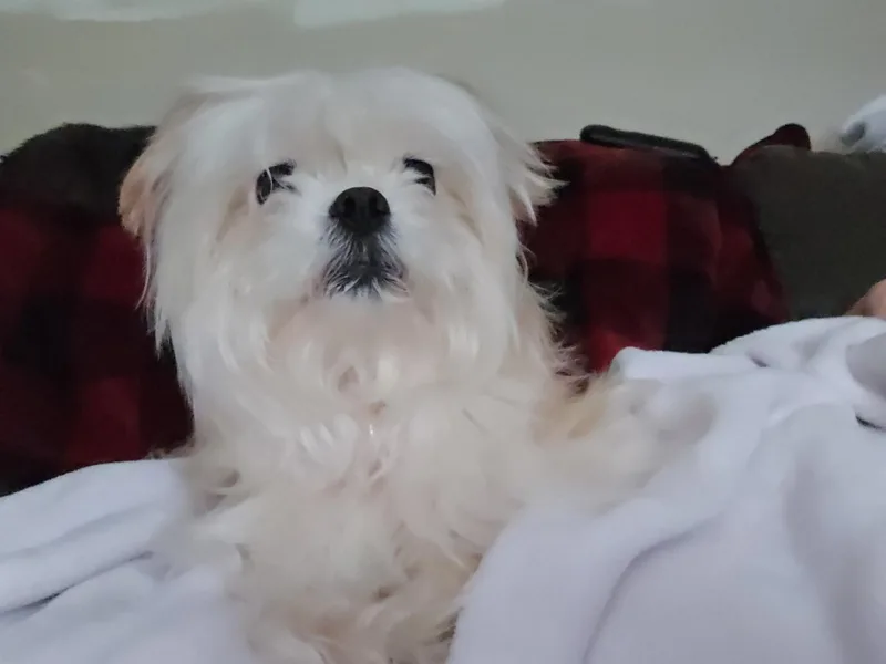 An adult small-sized female Lhasa Apso dog named Skye for adoption in Delmar, NY