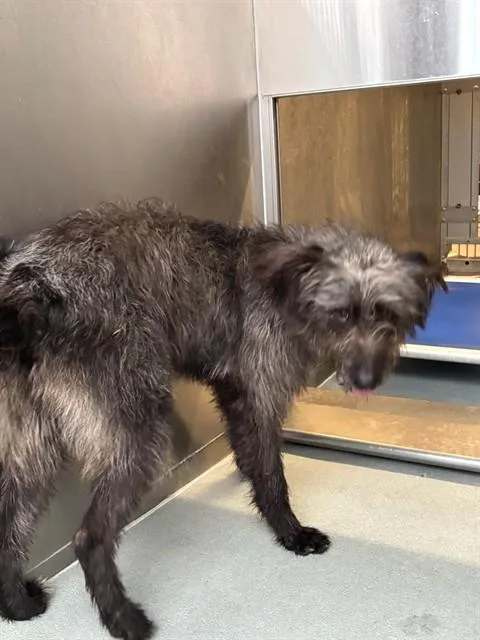 A young medium-sized male Scottish Deerhound dog named Scott for adoption in Baldwin Park, CA