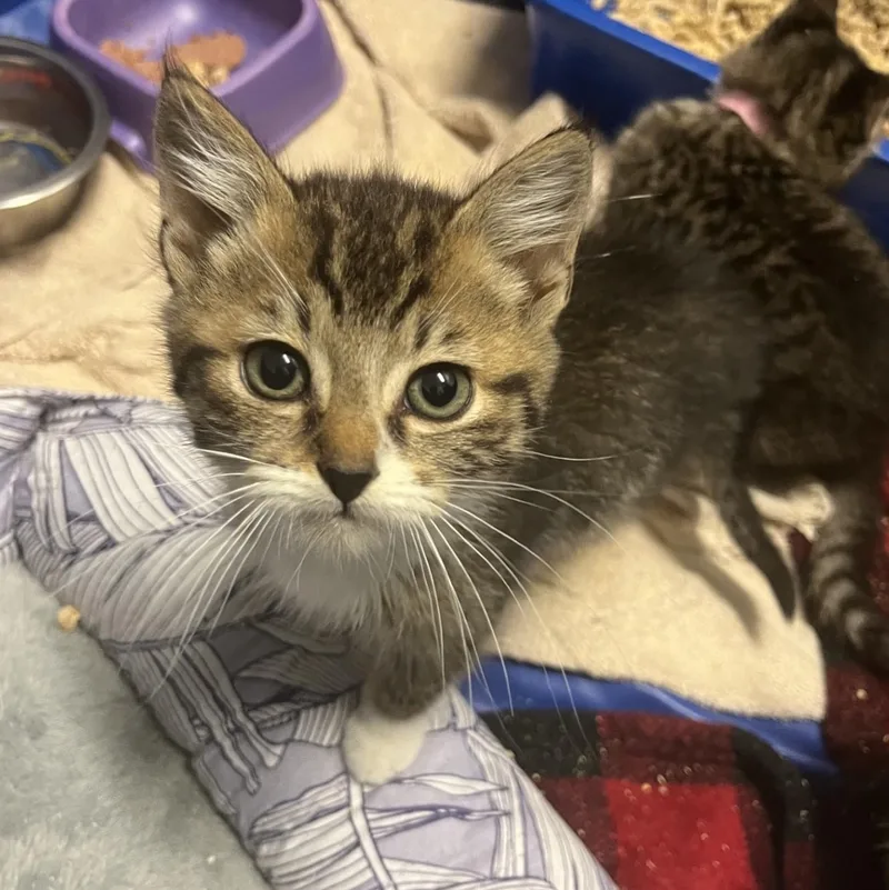 A baby medium-sized male Tabby (Brown / Chocolate) Domestic Short Hair cat named The Nike Litter for adoption in Portland, OR