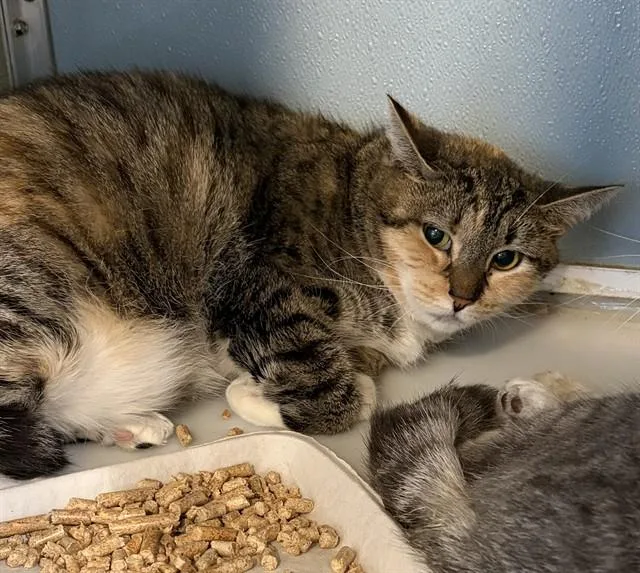 An adult small-sized female Domestic Short Hair cat named Precious for adoption in Westminster, MD