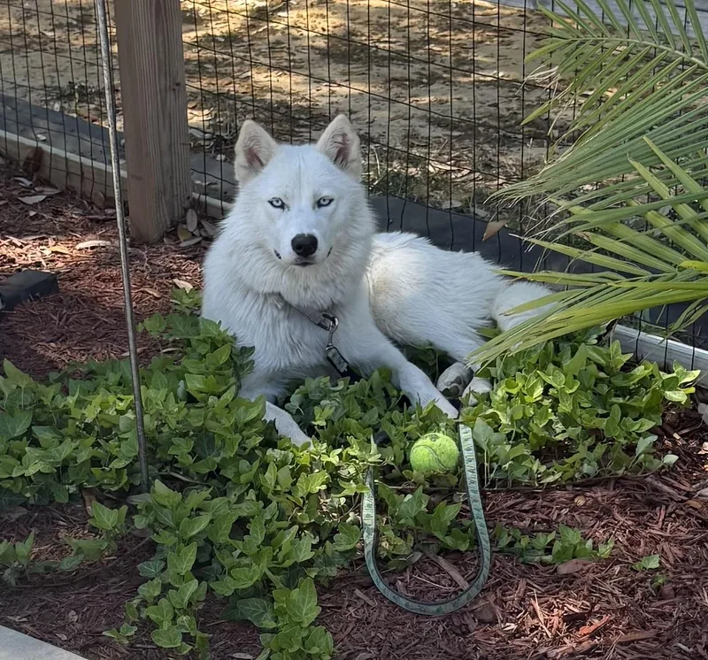 A young medium-sized female White / Cream Husky dog named Ghost for adoption in Manchester, CT