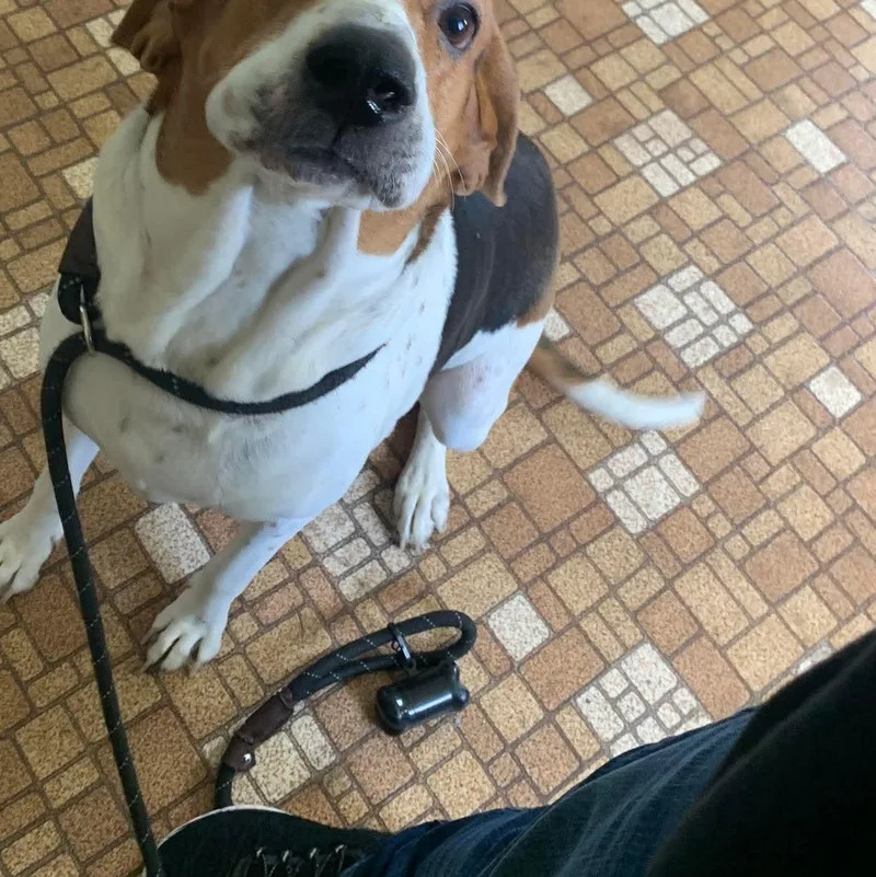 An adult large-sized female Tricolor (Brown, Black, & White) Treeing Walker Coonhound dog named Baby Dog for adoption in Eureka, IL