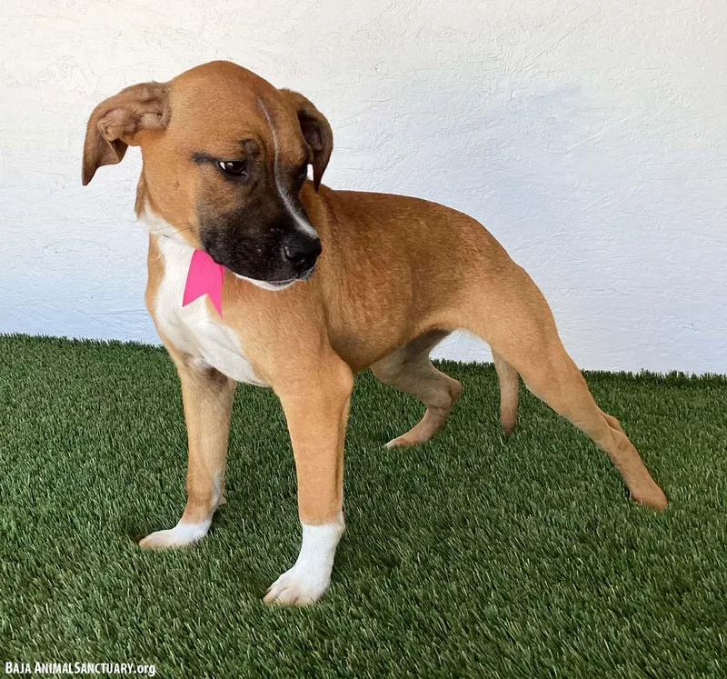 A baby medium-sized female Yellow / Tan / Blond / Fawn Boxer dog named Gayle for adoption in San Diego, CA
