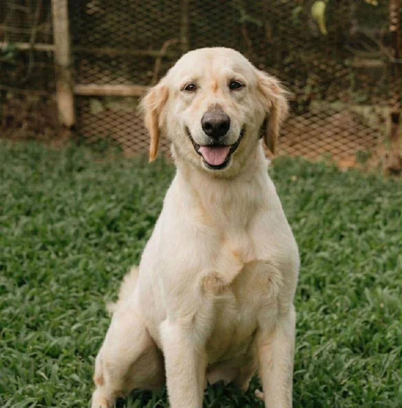 Nala thumbnail 2
