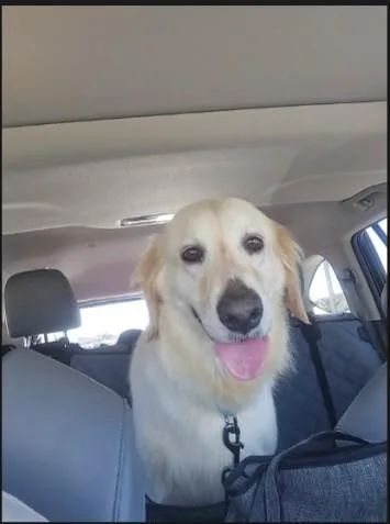 Nala thumbnail 3
