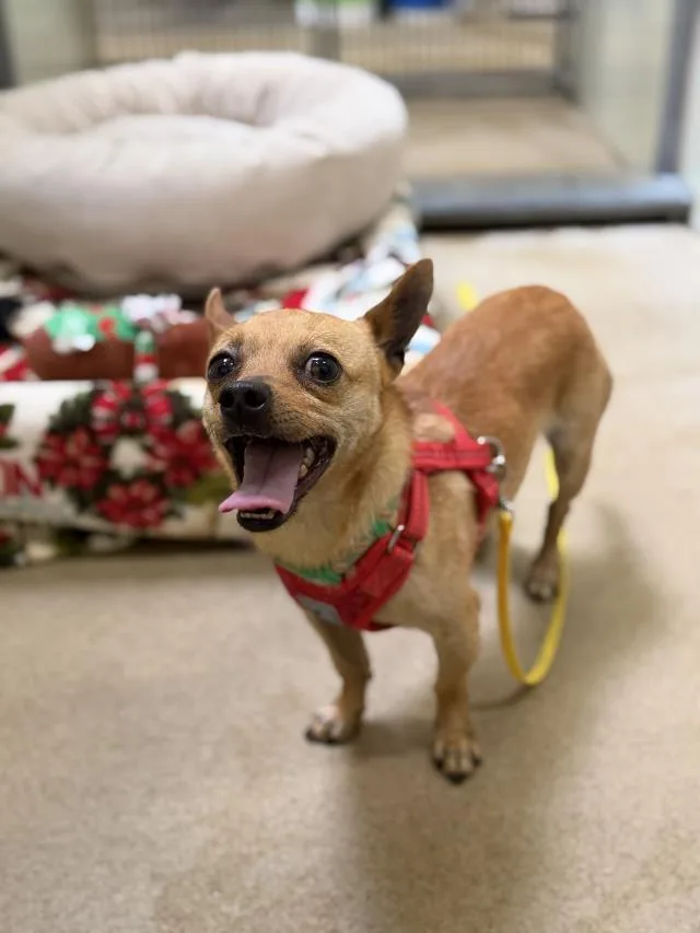 A young small-sized male Chihuahua dog named Chad for adoption in Santa Barbara, CA
