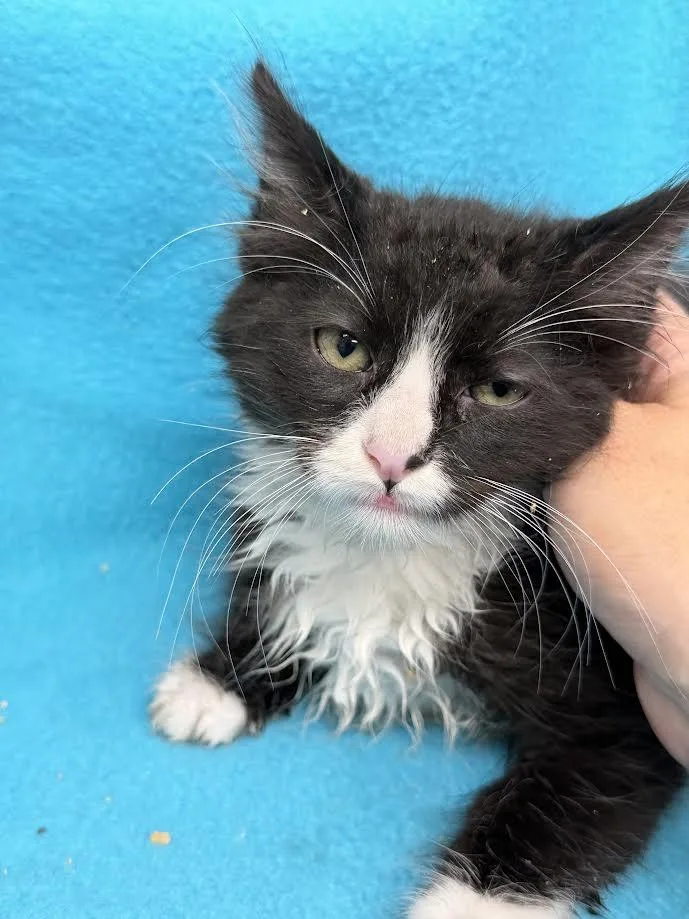 A young small-sized male Black & White / Tuxedo Domestic Long Hair cat named Orbit for adoption in Oakdale, CA