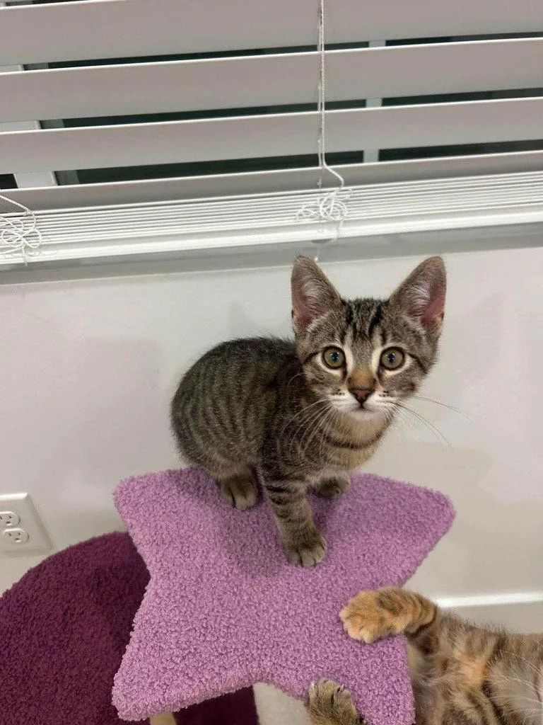 A young small-sized male Domestic Short Hair cat named Nix for adoption in Saint George, UT