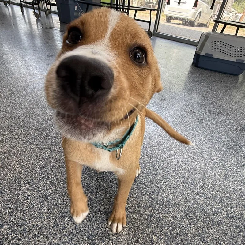 A baby medium-sized male Yellow / Tan / Blond / Fawn Mixed Breed dog named Ceylon for adoption in Fredericksburg, VA