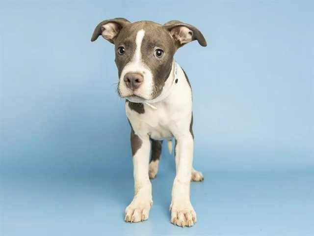 A baby small-sized male Pit Bull Terrier dog named Justin for adoption in Phoenix, AZ