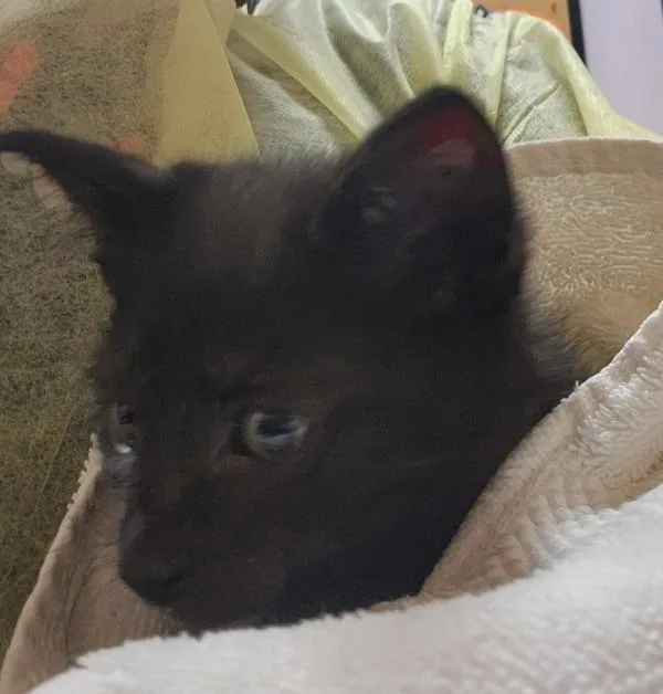 A baby small-sized female Domestic Short Hair cat named Sorvanea for adoption in Vancouver, WA