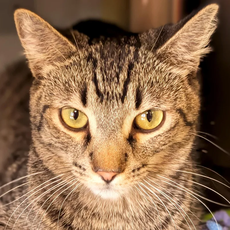 A young medium-sized male Tabby (Brown / Chocolate) Domestic Short Hair cat named Archie  Reduced Fee! for adoption in Jefferson, WI