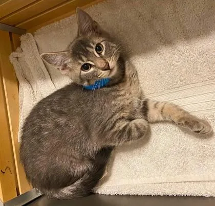 A baby small-sized male Gray / Blue / Silver Domestic Short Hair cat named Fescue for adoption in Kansas City, MO