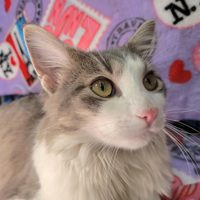 A young medium-sized male Gray & White Domestic Medium Hair cat named Lolo the Lovebug for adoption in Bronx, NY