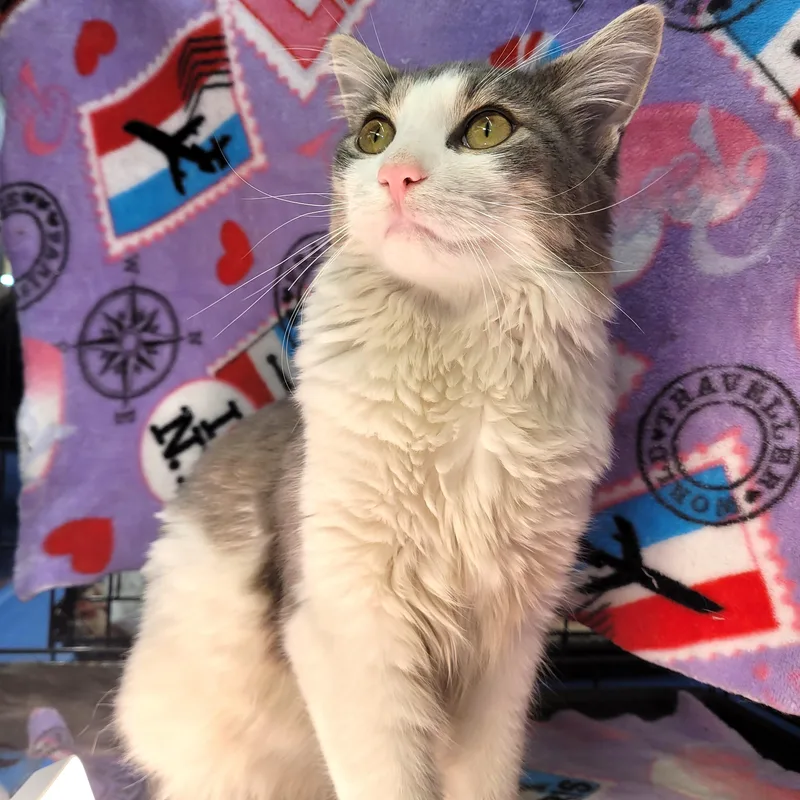 Lolo the Lovebug thumbnail 2
