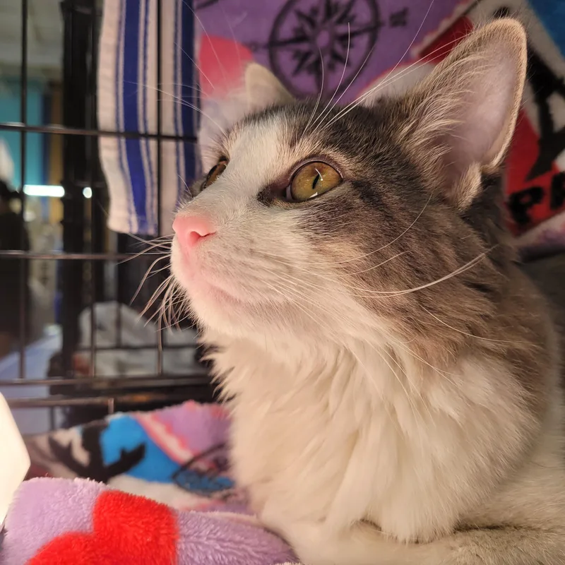 Lolo the Lovebug thumbnail 5