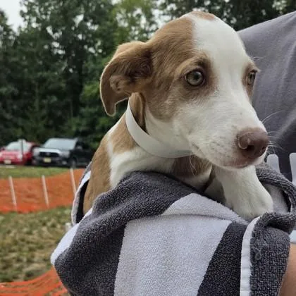 A baby small-sized male Mixed Breed dog named Yellow for adoption in Voorhees, NJ