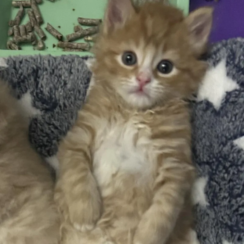 A baby small-sized male Orange / Red Domestic Short Hair cat named Kelce for adoption in Greensboro, NC