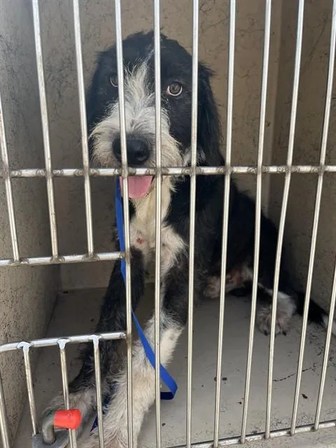 A young medium-sized male Poodle dog named A for adoption in Oklahoma City, OK