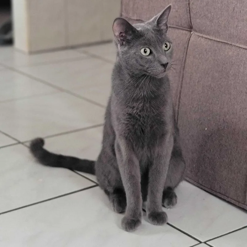 An adult medium-sized male Gray / Blue / Silver Domestic Short Hair cat named Berlin for adoption in Florham Park, NJ