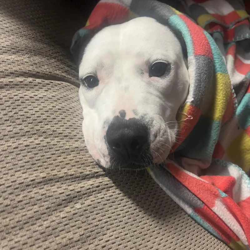 An adult medium-sized female American Bulldog dog named Peaches for adoption in Mobile , AL