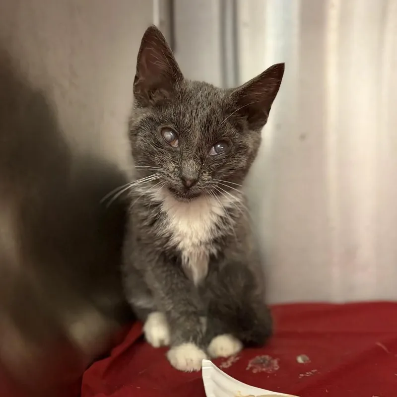 A baby small-sized female Gray / Blue / Silver Domestic Short Hair cat named Windfall for adoption in Lynchburg, VA