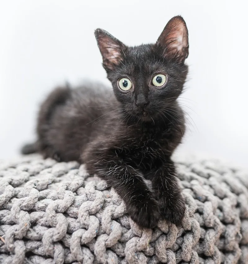 A baby medium-sized female Domestic Medium Hair cat named Moonbeam for adoption in Davis, CA