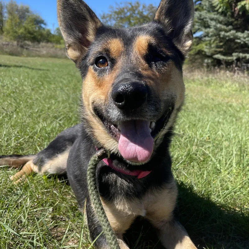 An adult medium-sized female Black German Shepherd Dog dog named Harley for adoption in Allegan, MI