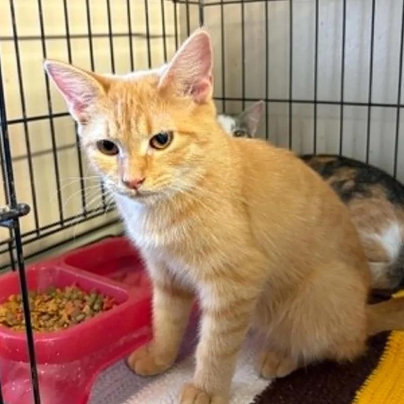 A young small-sized male Orange / Red Domestic Short Hair cat named Grumpy for adoption in Stephenville, TX