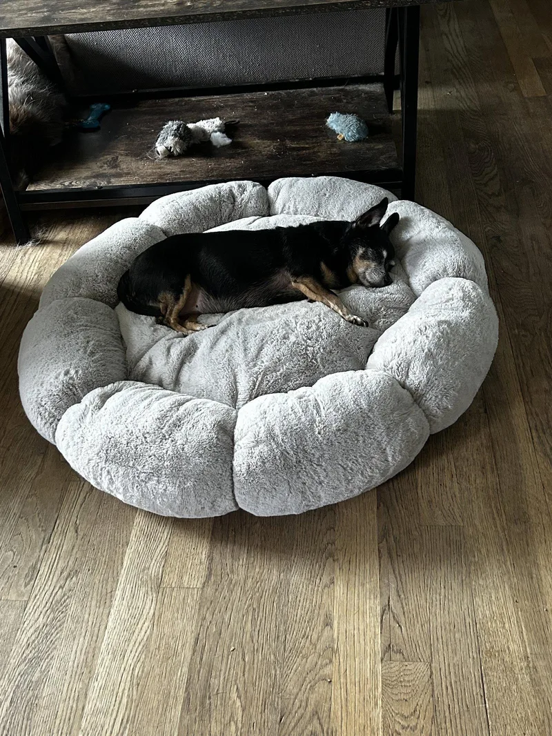 A senior small-sized female Chihuahua dog named Blanche & Dorothy Pac for adoption in Saunderstown, RI